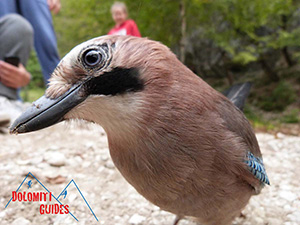 Attività per bambini/ragazzi